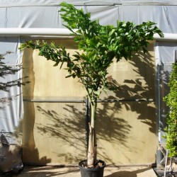 Caryota Maxima Himalaya
