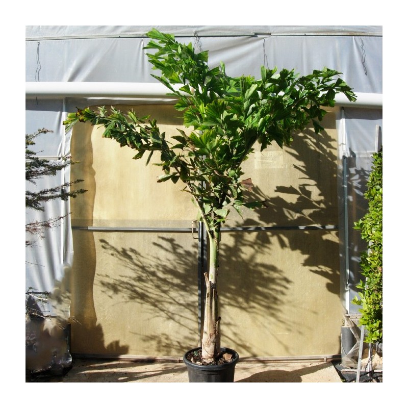 Caryota Maxima Himalaya