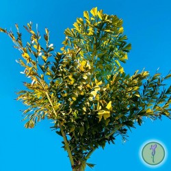Caryota Maxima Himalaya