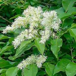 Fraxinus Ornus