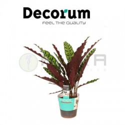 Calathea lancifolia