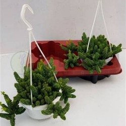 Peperomia columella