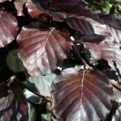 Fagus sylvatica atropurpurea