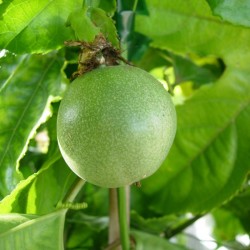 MARACUYA