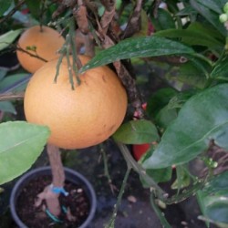 POMELO ROJO