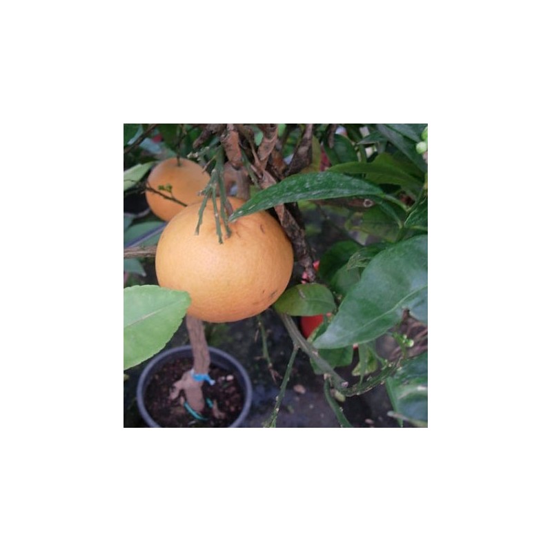 POMELO ROJO