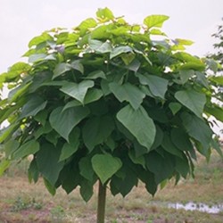 catalpa bungei