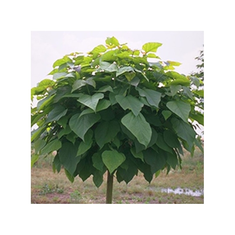 catalpa bungei
