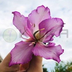 Bauhinia purpura