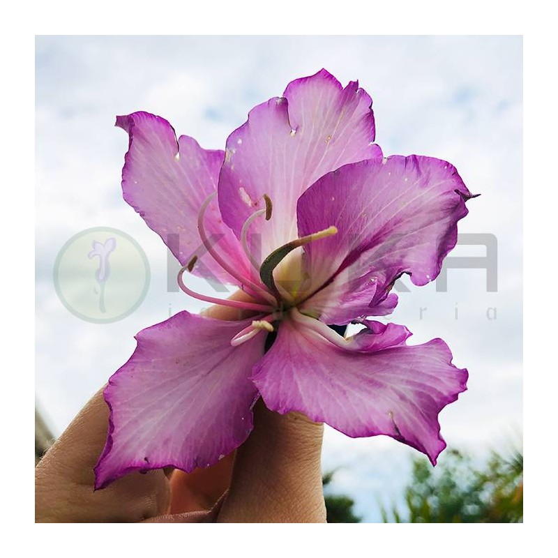 Bauhinia purpura