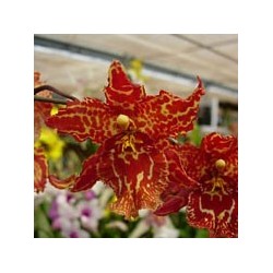 ORQUIDEA CAMBRIA