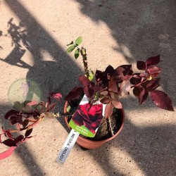 Rosal perla negra