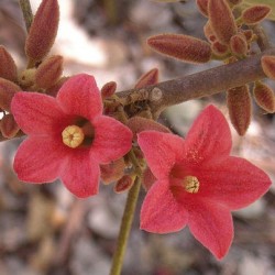 Brachychiton Bidwillii