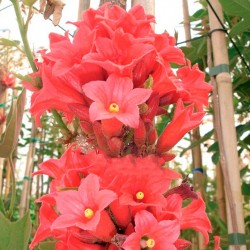 Brachychiton Bidwillii