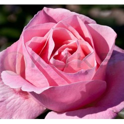 Rosal queen elizabeth raíz...