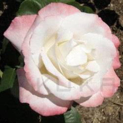 Rosal adiós enriqueta raíz...