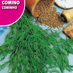 Semillas comino