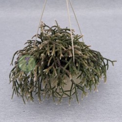Rhipsalis baccifera cassutha