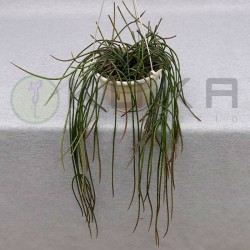 Rhipsalis poniceodiscus