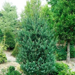 Picea abies fastigiata