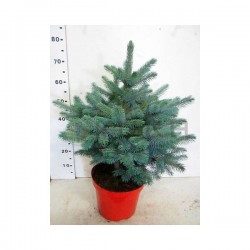Picea pungens super blue