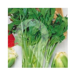 APIO VERDE PASCAL