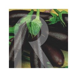 BERENJENA NEGRA BARBENTANE