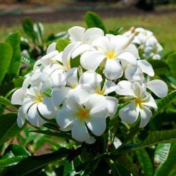 Plumeria obtusa