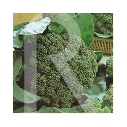 BROCULI VERDE ITALIANO CALABRES