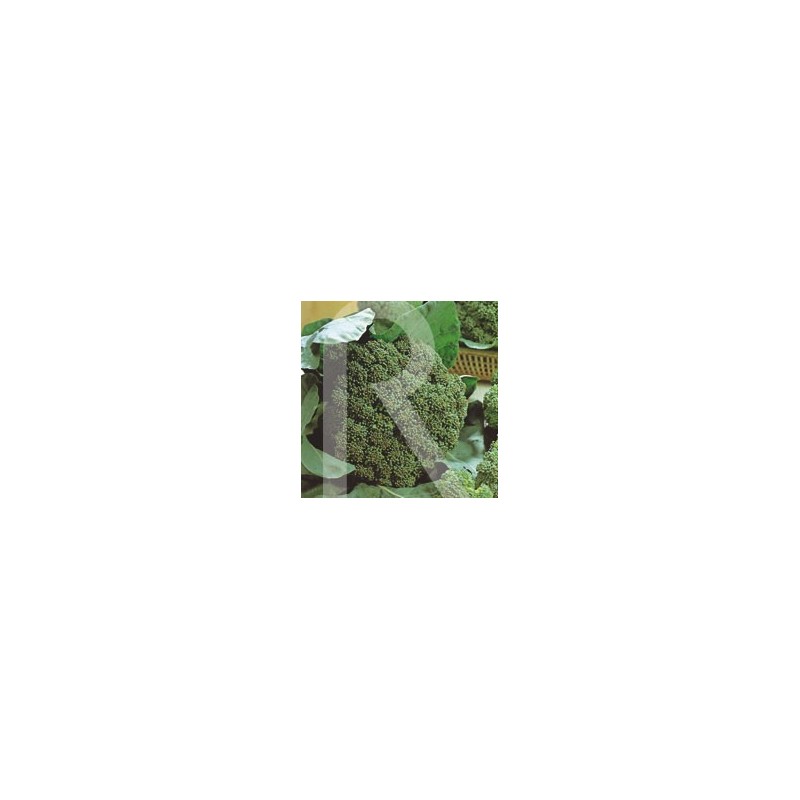BROCULI VERDE ITALIANO CALABRES