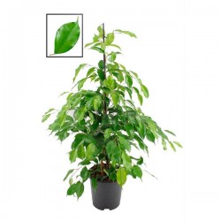 Ficus Benjamina exótica