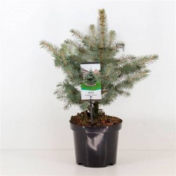 Picea pungens glauca