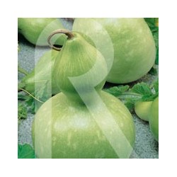 CALABAZA DEL PEREGRINO