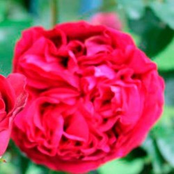 Rosal trepador Eric Tabarly