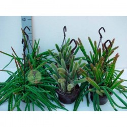 Aporocactus