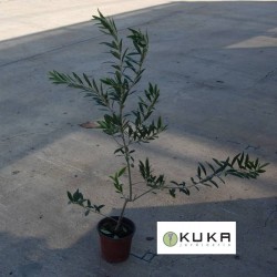 Olivera arbequina