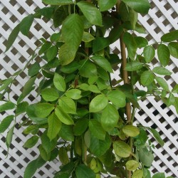 Rosal Trepador  Palais Royal