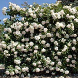 Rosal Trepador  Palais Royal