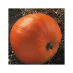 CALABAZA MAMMOUTH GOLD
