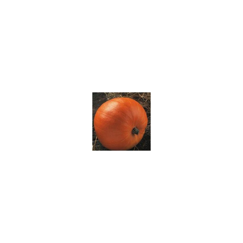 CALABAZA MAMMOUTH GOLD