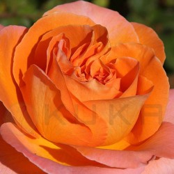 Rosal Rene Goscinny raíz...