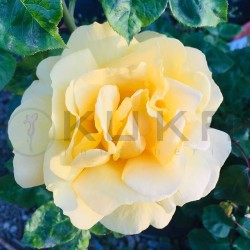 Rosal Michelangelo