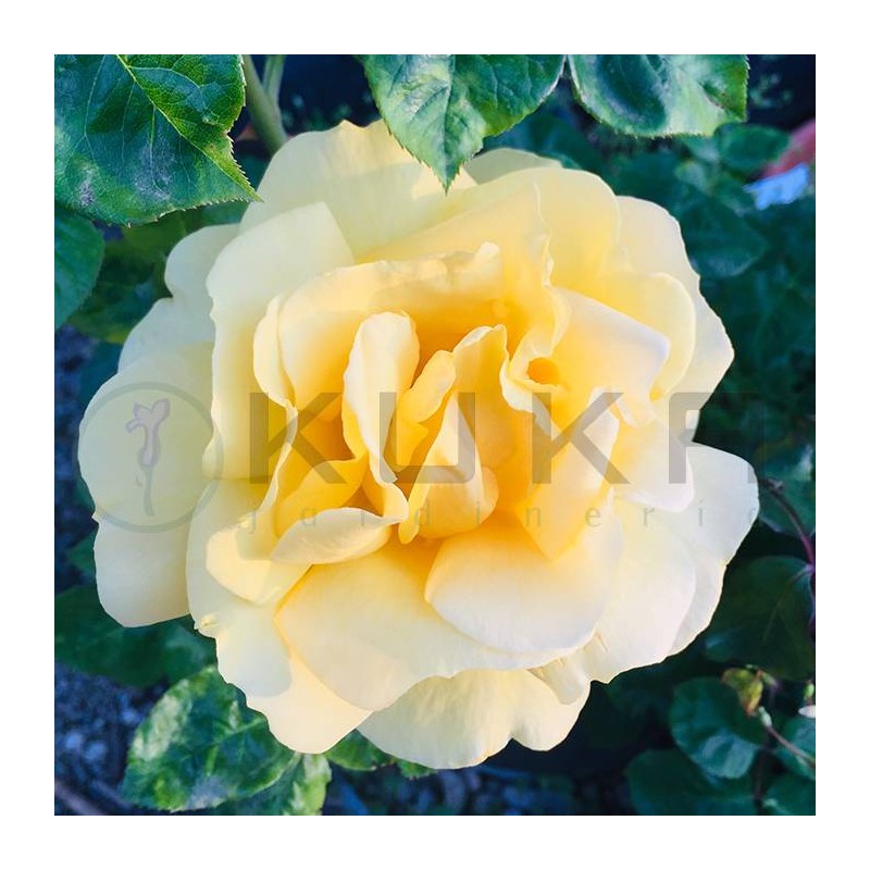 Rosal Michelangelo