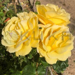 Rosal Michelangelo