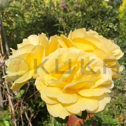 Rosal Michelangelo
