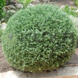 Westringia Fructicosa