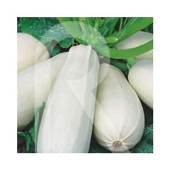 CALABAZIN BLANCO DE VIRGINIA
