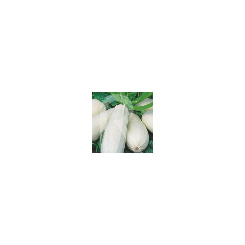 CALABAZIN BLANCO DE VIRGINIA