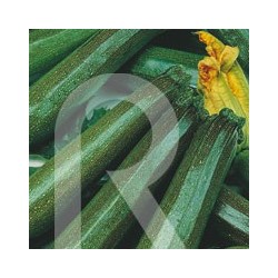 CALABAZIN DIAMANT F-1