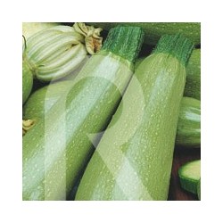 CALABAZIN TEMPRANO DE ARGELIA